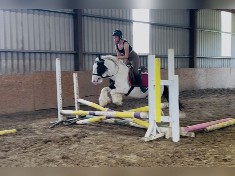 Cob Stute 7 Jahre 134 cm Schecke in Sligo