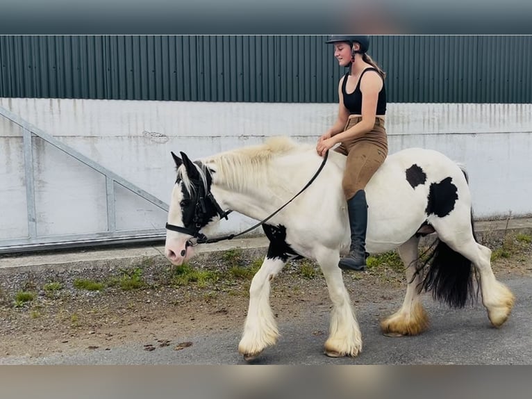 Cob Stute 7 Jahre 134 cm Schecke in Sligo