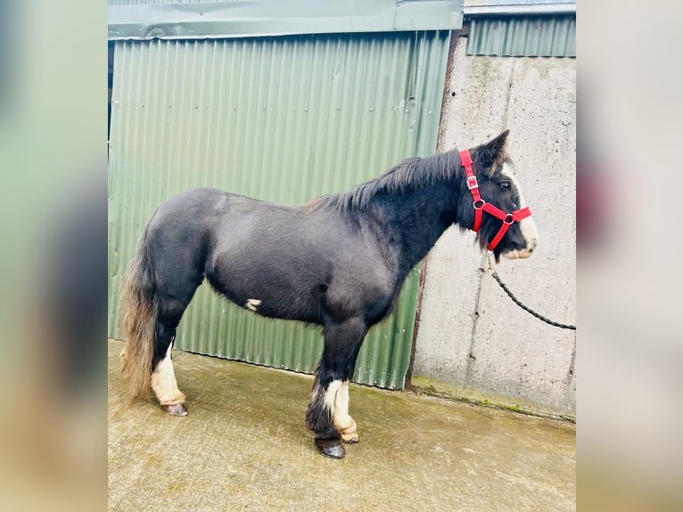 Cob Stute 7 Jahre 136 cm Rappe in Sligo