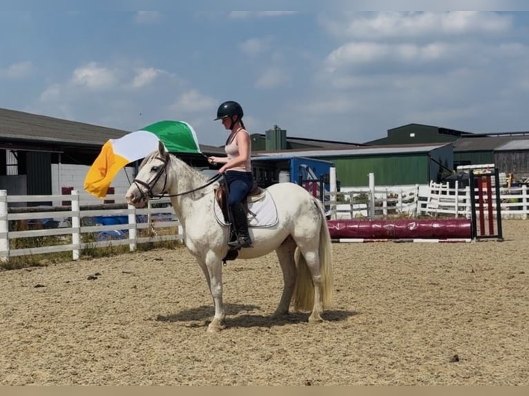 Cob Stute 7 Jahre 142 cm Fliegenschimmel in Mountrath, Co. Laois