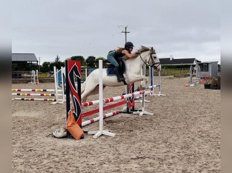 Cob Stute 7 Jahre 142 cm Fliegenschimmel in Mountrath, Co. Laois