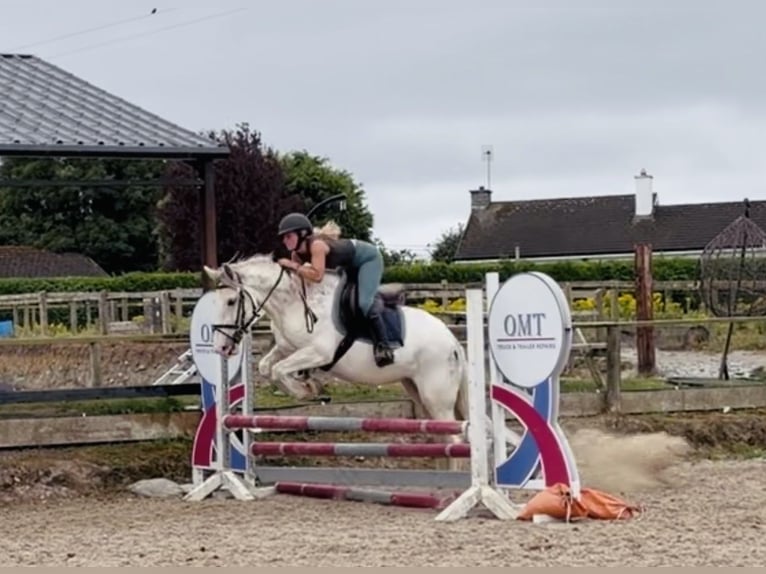 Cob Stute 7 Jahre 142 cm Fliegenschimmel in Mountrath, Co. Laois
