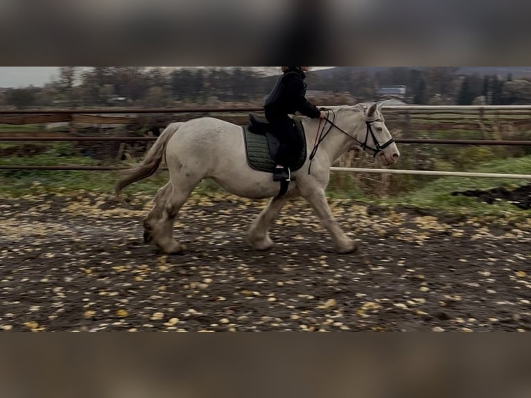 Cob Stute 7 Jahre 143 cm Cremello in Sanok