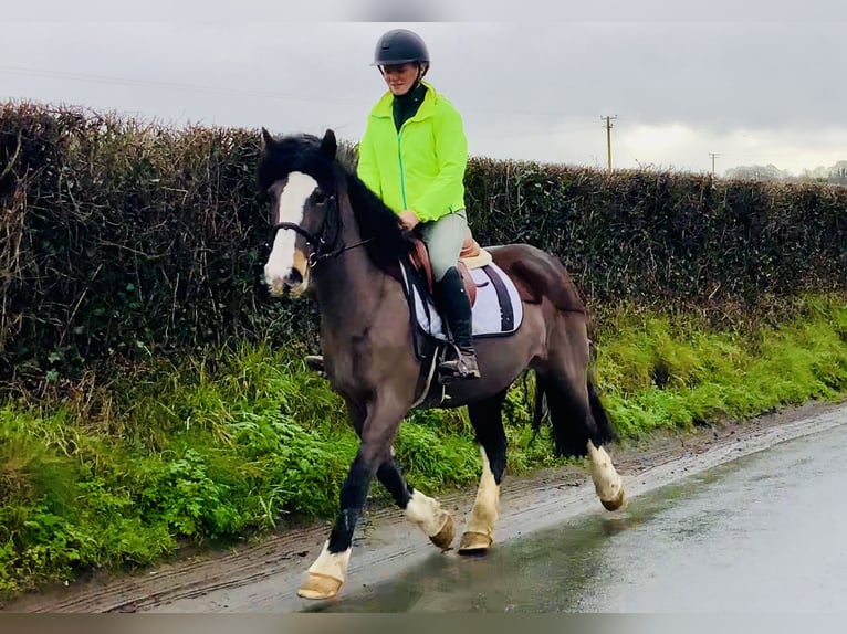 Cob Stute 7 Jahre 147 cm Brauner in Mountrath