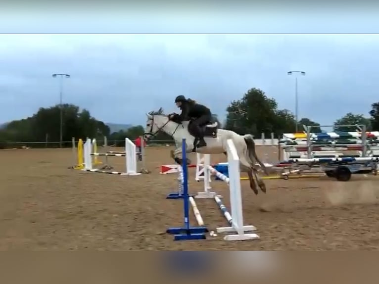 Cob Mix Stute 7 Jahre 157 cm Schimmel in Girona