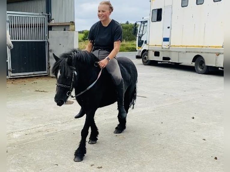 Cob Stute 8 Jahre 123 cm Rappe in Sligo