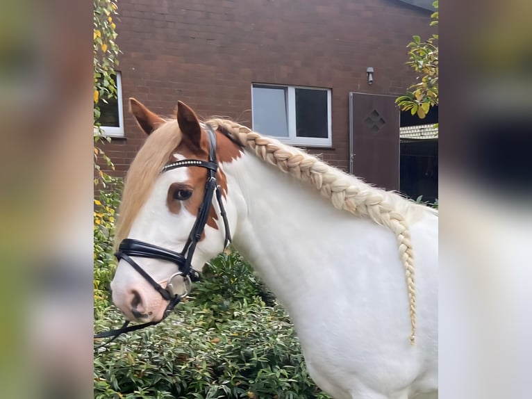 Cob Stute 8 Jahre 147 cm Schecke in Hopsten