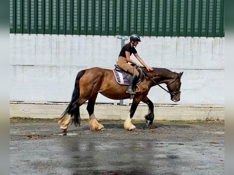Cob Stute 8 Jahre 153 cm Brauner in Sligo