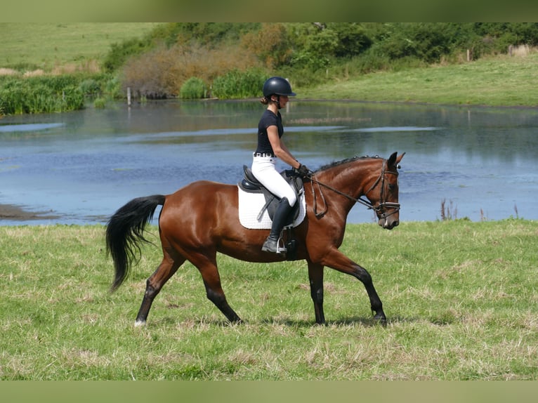 Cob Stute 8 Jahre 156 cm Brauner in Ganschow