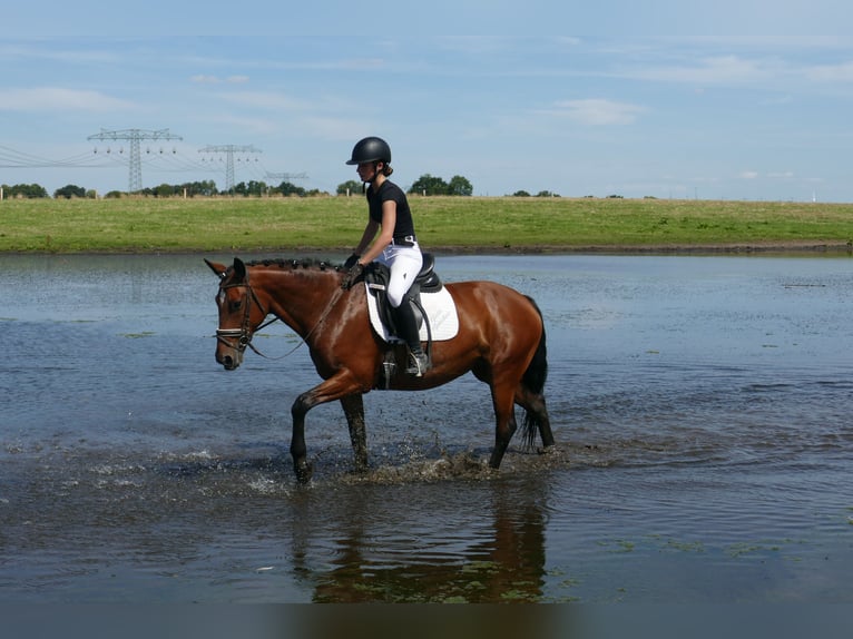 Cob Stute 8 Jahre 156 cm Brauner in Ganschow