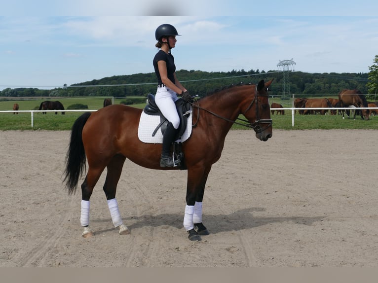 Cob Stute 8 Jahre 156 cm Brauner in Ganschow