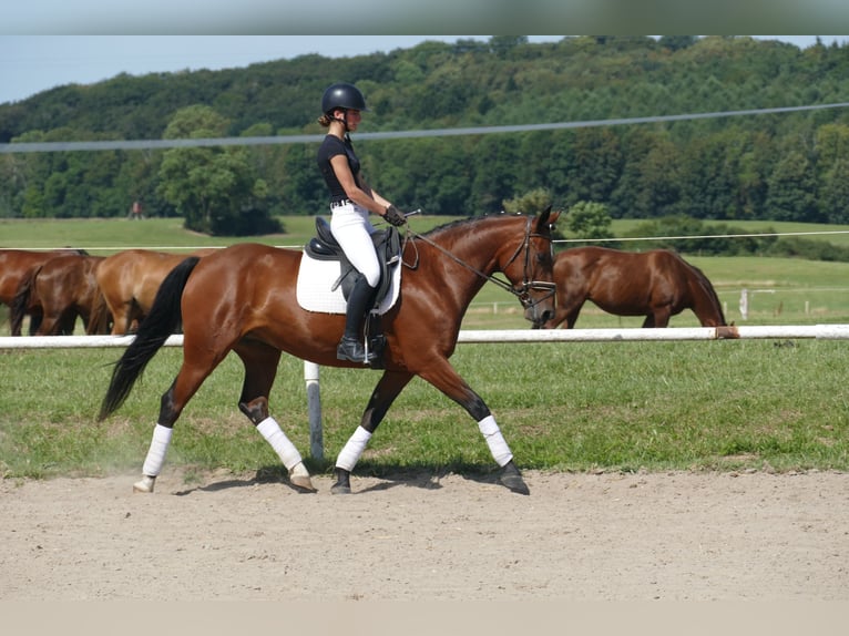 Cob Stute 8 Jahre 156 cm Brauner in Ganschow