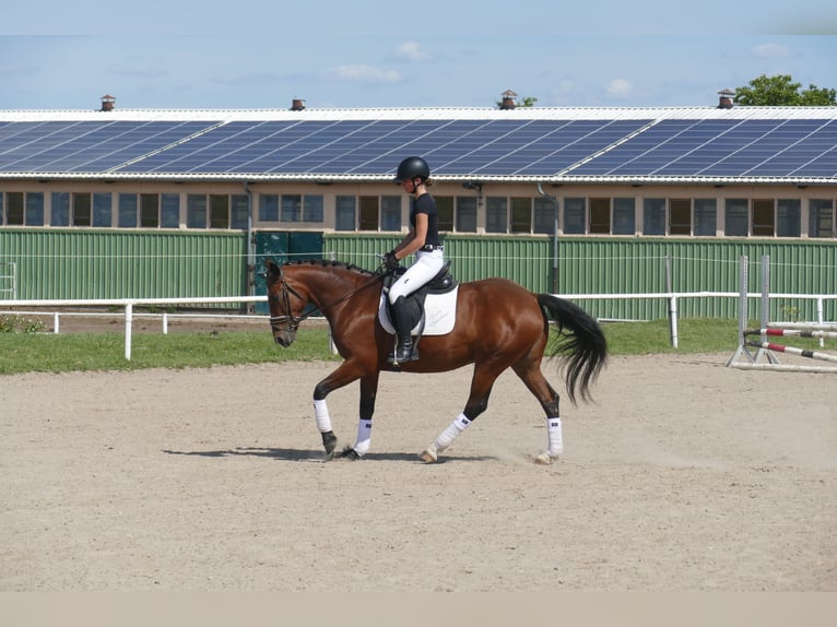Cob Stute 8 Jahre 156 cm Brauner in Ganschow