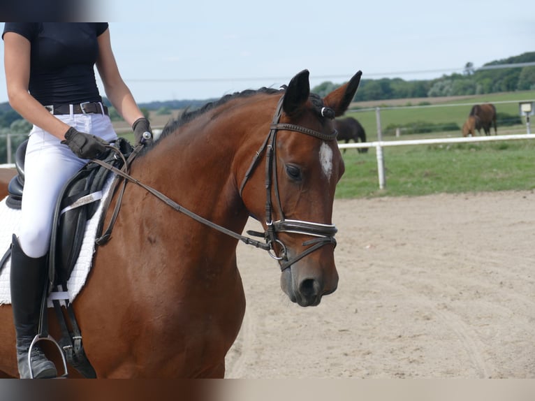 Cob Stute 8 Jahre 156 cm Brauner in Ganschow