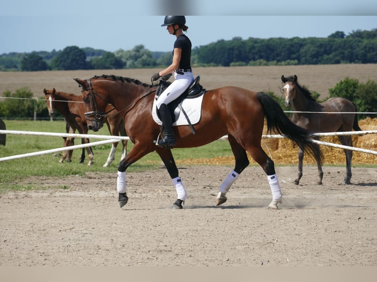 Cob Stute 8 Jahre 156 cm Brauner in Ganschow