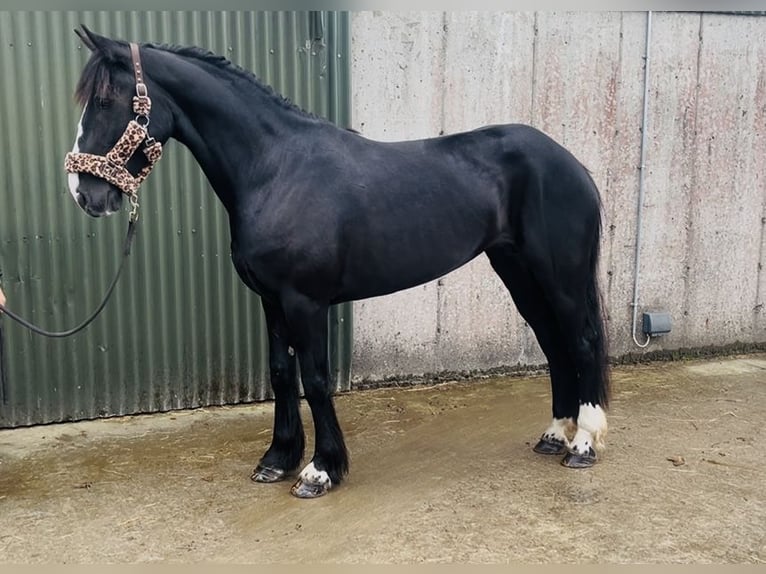 Cob Stute 8 Jahre 156 cm Rappe in Sligo