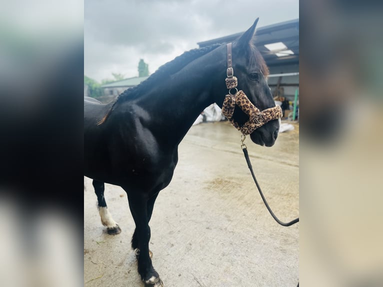 Cob Stute 8 Jahre 156 cm Rappe in Sligo