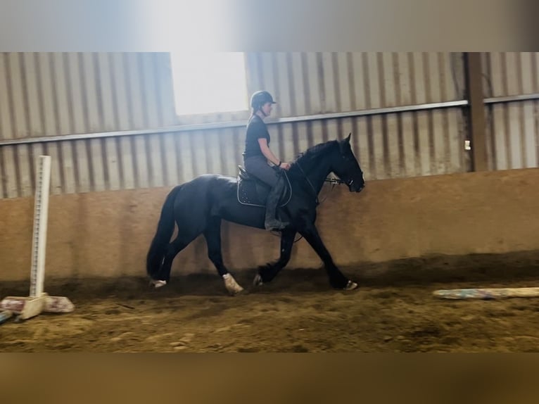 Cob Stute 8 Jahre 156 cm Rappe in Sligo