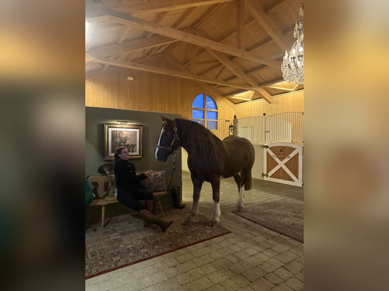 Cob Stute 8 Jahre 157 cm Dunkelfuchs in Amerang