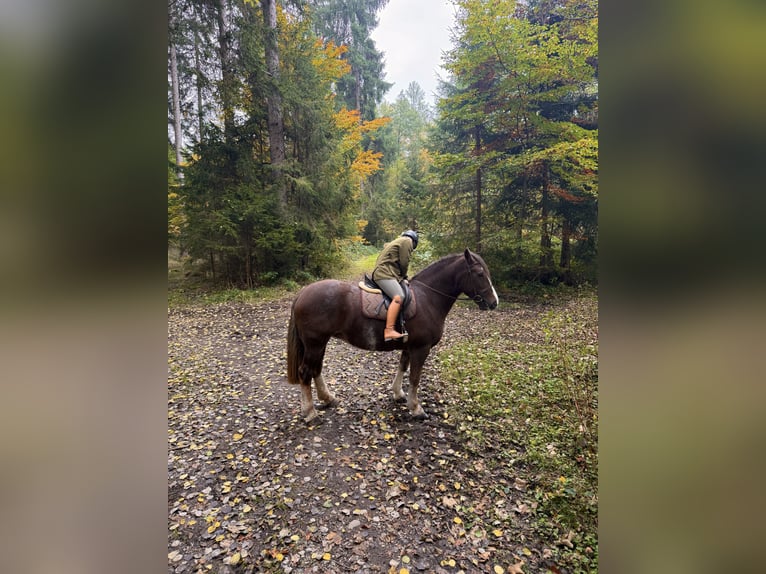 Cob Stute 8 Jahre 157 cm Dunkelfuchs in Amerang