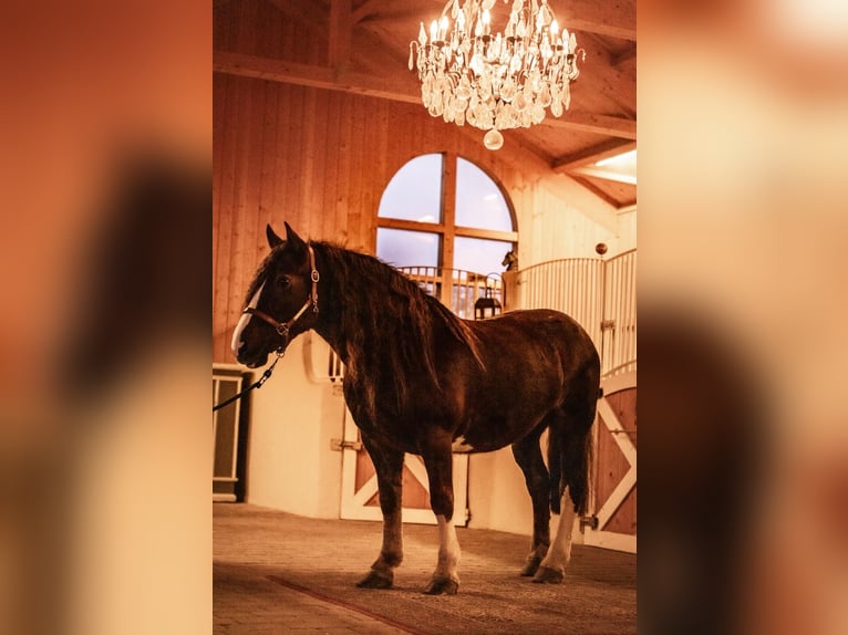 Cob Stute 8 Jahre 157 cm Dunkelfuchs in Amerang