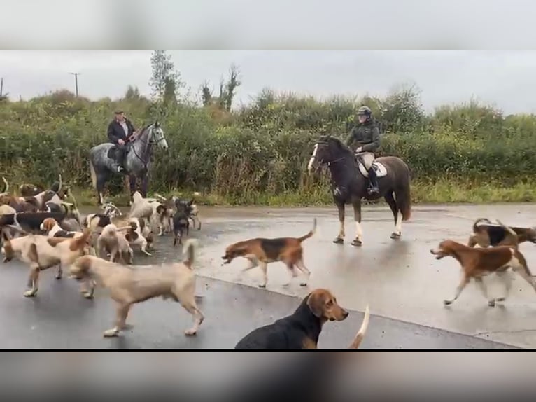 Cob Stute 8 Jahre 157 cm Dunkelfuchs in Amerang