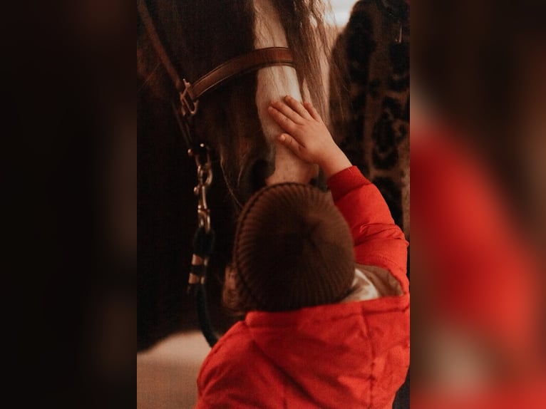 Cob Stute 8 Jahre 157 cm Dunkelfuchs in Amerang