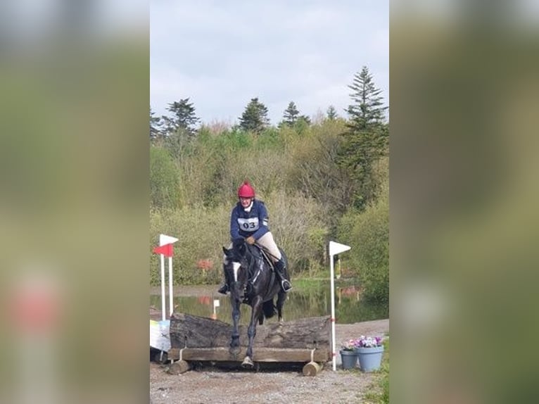 Cob Stute 8 Jahre Rappe in Tipperary