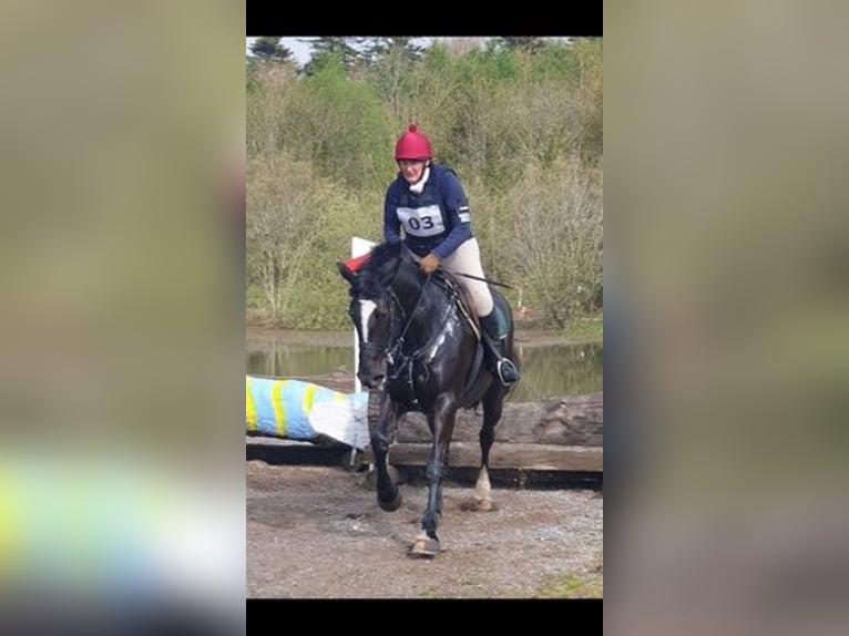 Cob Stute 8 Jahre Rappe in Tipperary