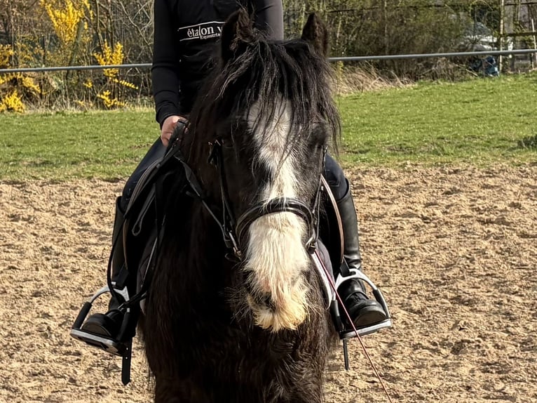 Cob Stute 9 Jahre 134 cm Rappe in Elze