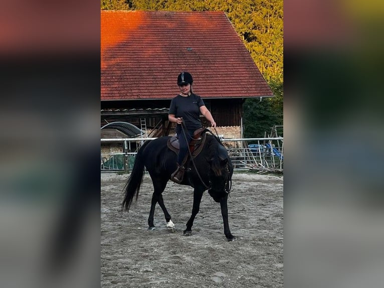 Cob Mix Stute 9 Jahre 144 cm Dunkelbrauner in Tettnang