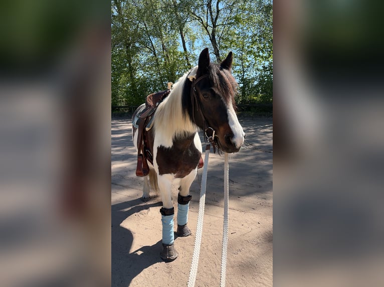 Cob Mix Unknown 8 years 14 hh Pinto in Mettmann