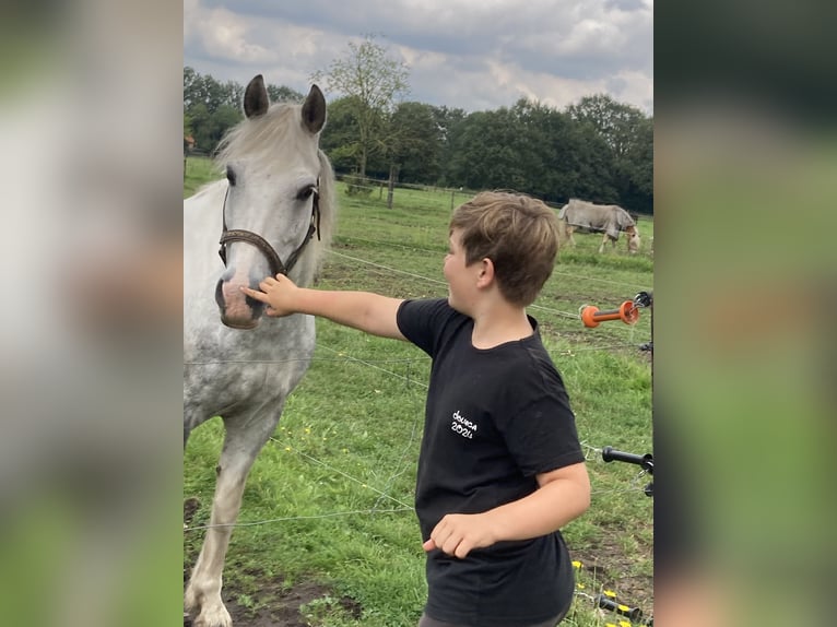 Cob Valack 10 år 156 cm Grå in Heusden-Zolder