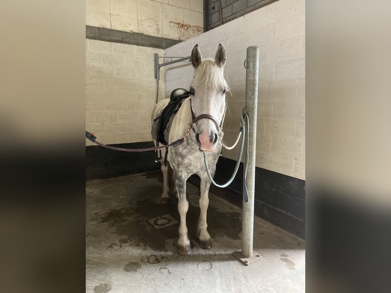 Cob Valack 10 år 156 cm Grå in Heusden-Zolder