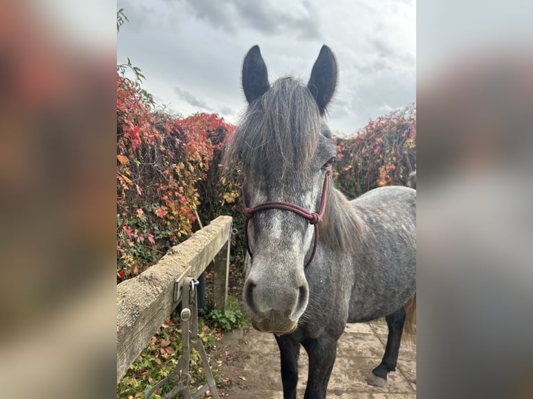 Cob Blandning Valack 3 år 136 cm Grå-blå-brun in Großwallstadt