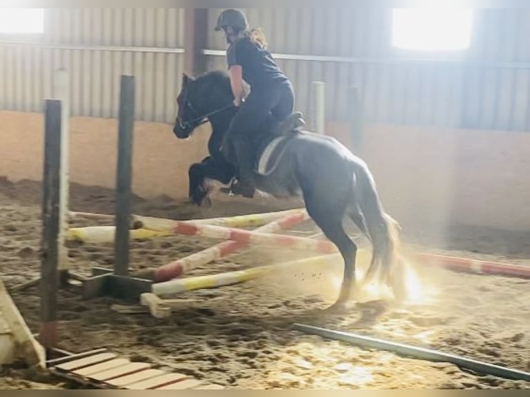 Cob Valack 4 år 138 cm Grå-blå-brun in Sligo