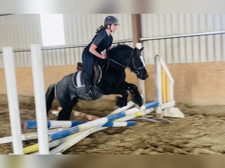 Cob Valack 4 år 138 cm Grå-blå-brun in Sligo