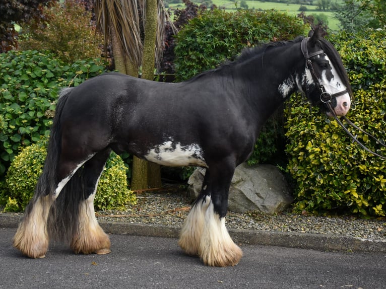 Cob Valack 4 år 142 cm Rökfärgad svart in Newry