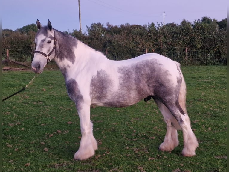 Cob Valack 4 år 150 cm Grå-blå-brun in West Sussex