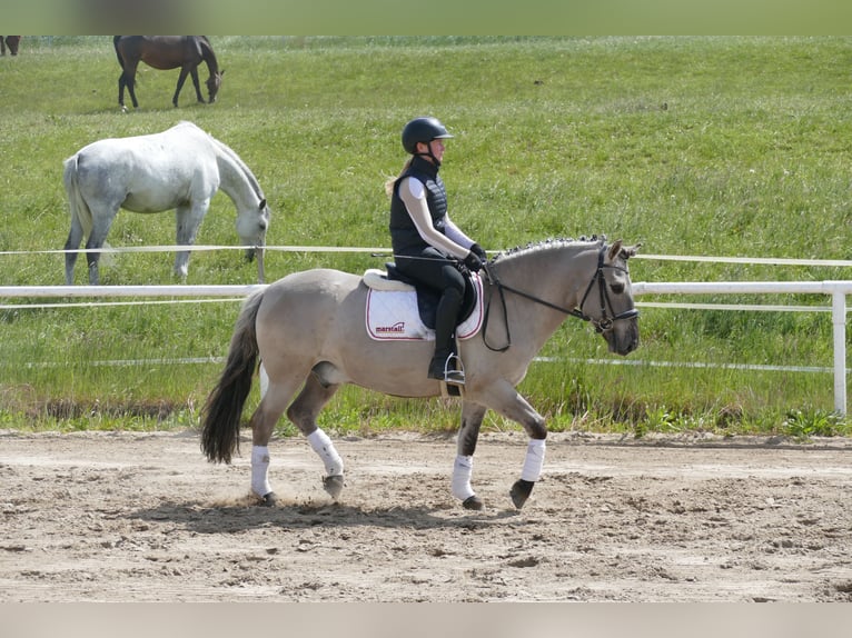 Cob Wałach 10 lat 141 cm Grullo in Ganschow