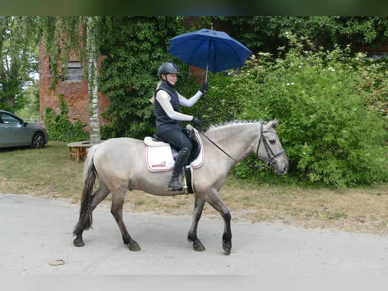 Cob Wałach 10 lat 141 cm Grullo in Ganschow