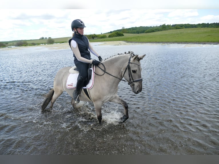 Cob Wałach 10 lat 141 cm Grullo in Ganschow