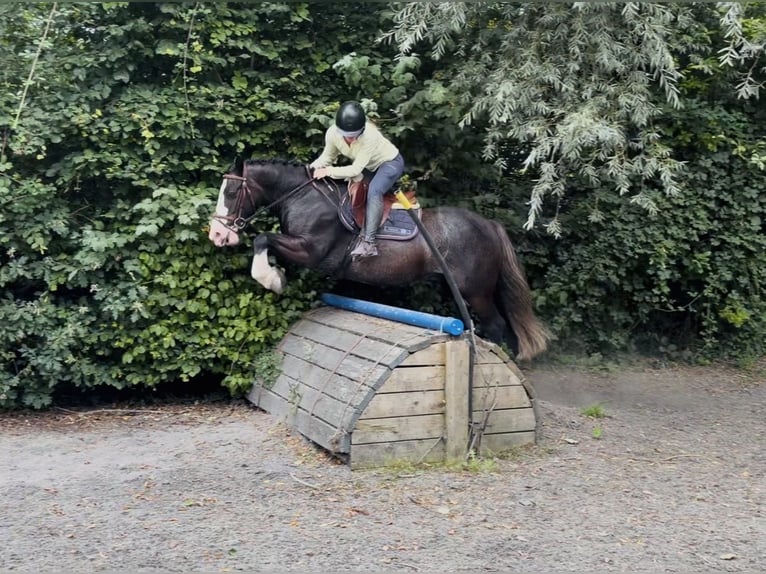 Cob Wałach 10 lat 147 cm Kara in Mountrath, Co. Laois