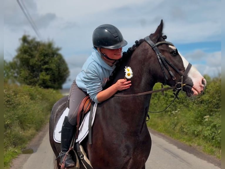 Cob Wałach 10 lat 148 cm Kara in Laois