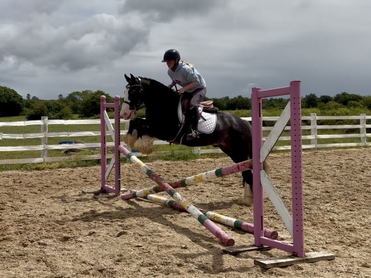 Cob Wałach 10 lat 148 cm Kara in Laois