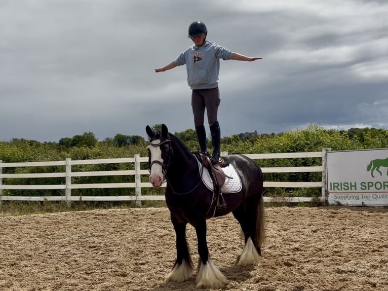 Cob Wałach 10 lat 148 cm Kara in Laois