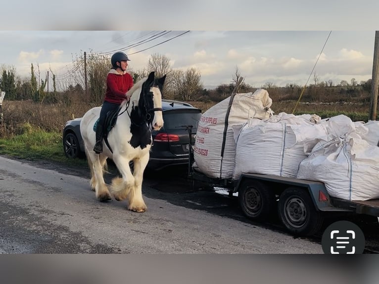 Cob Wałach 11 lat 163 cm Tarantowata in Sligo