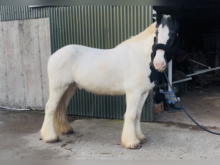 Cob Wałach 11 lat 163 cm Tarantowata in Sligo