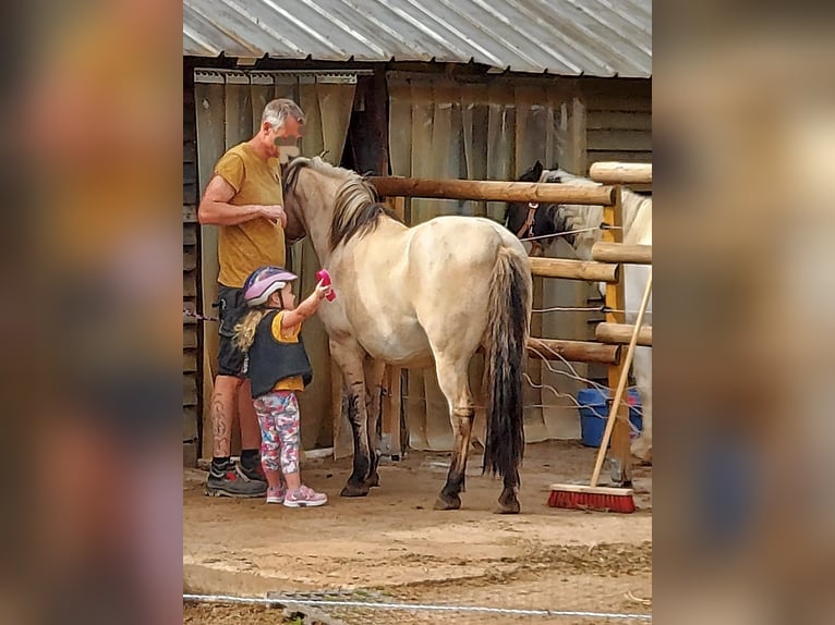 Cob Wałach 12 lat 128 cm in Lützkampen