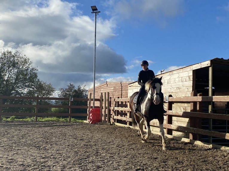 Cob Wałach 14 lat 165 cm Tobiano wszelkich maści in Rainbach